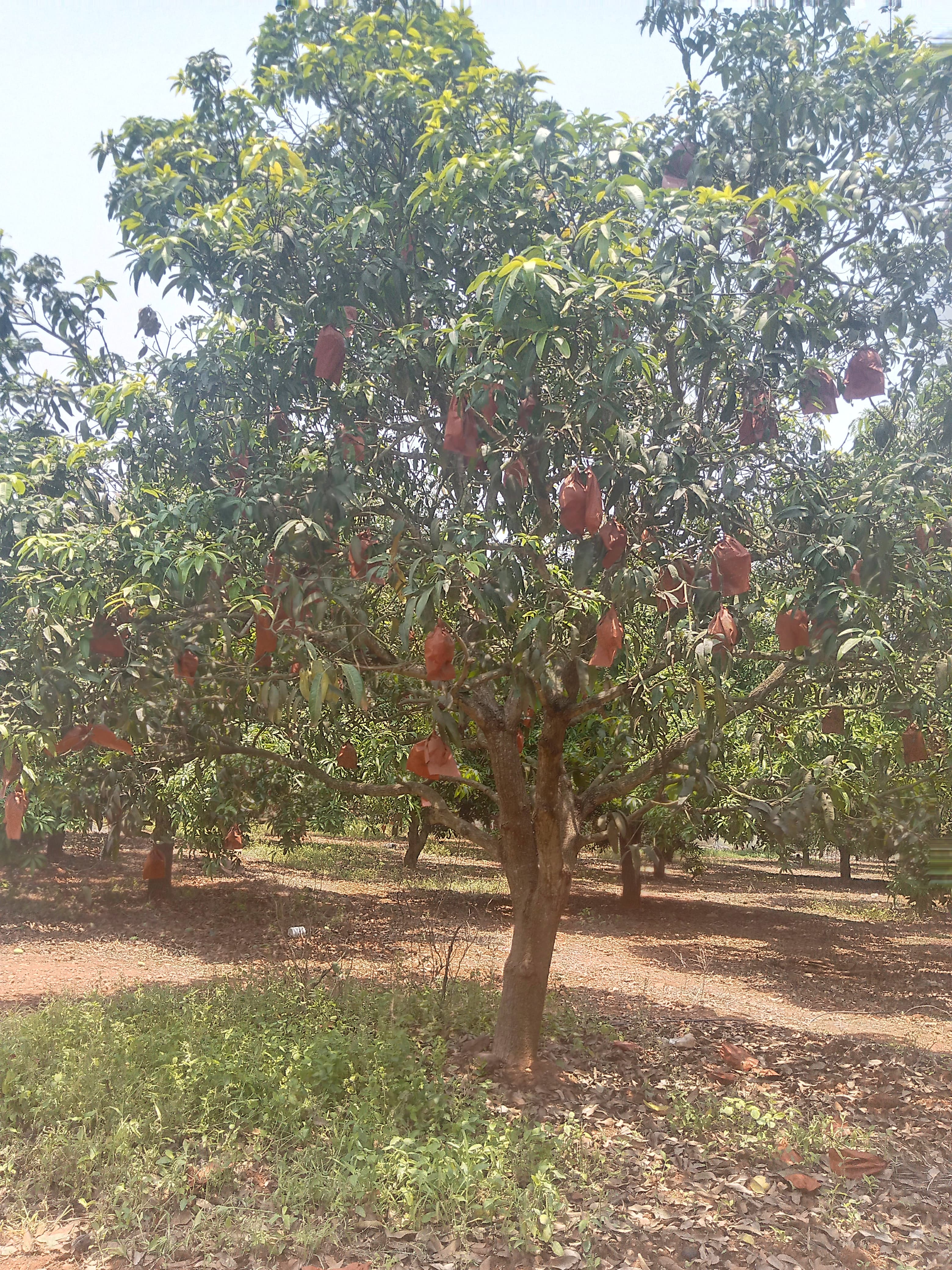 Premium Mango Exports